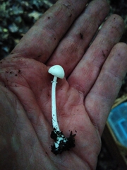 Leucoagaricus serenus