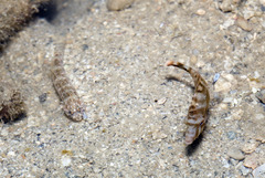 Acreichthys tomentosus