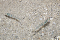 Atheriniformes