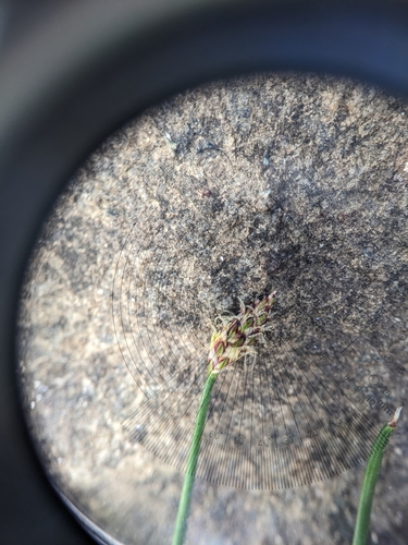 Image of Eleocharis compressa by (c) C Fishtahler, some rights reserved (CC BY)