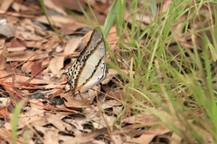 Polyura nepenthes