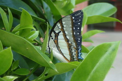 Polyura eudamippus