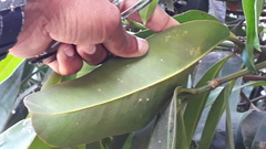 Garcinia xanthochymus