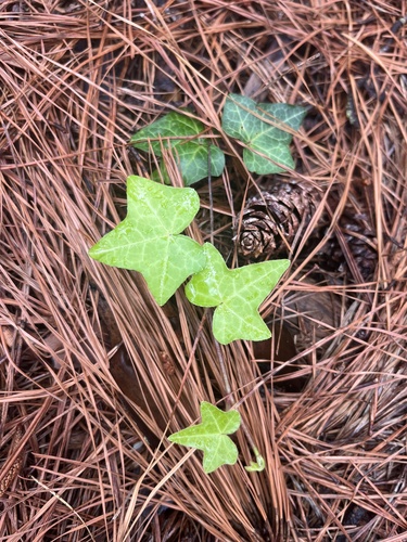 Hedera helix, 2025-04-09