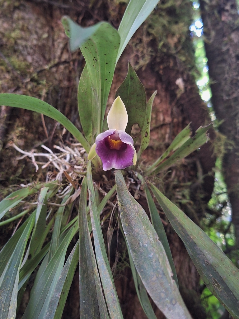 Warczewiczella discolor