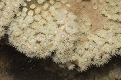 Duncanopsammia peltata