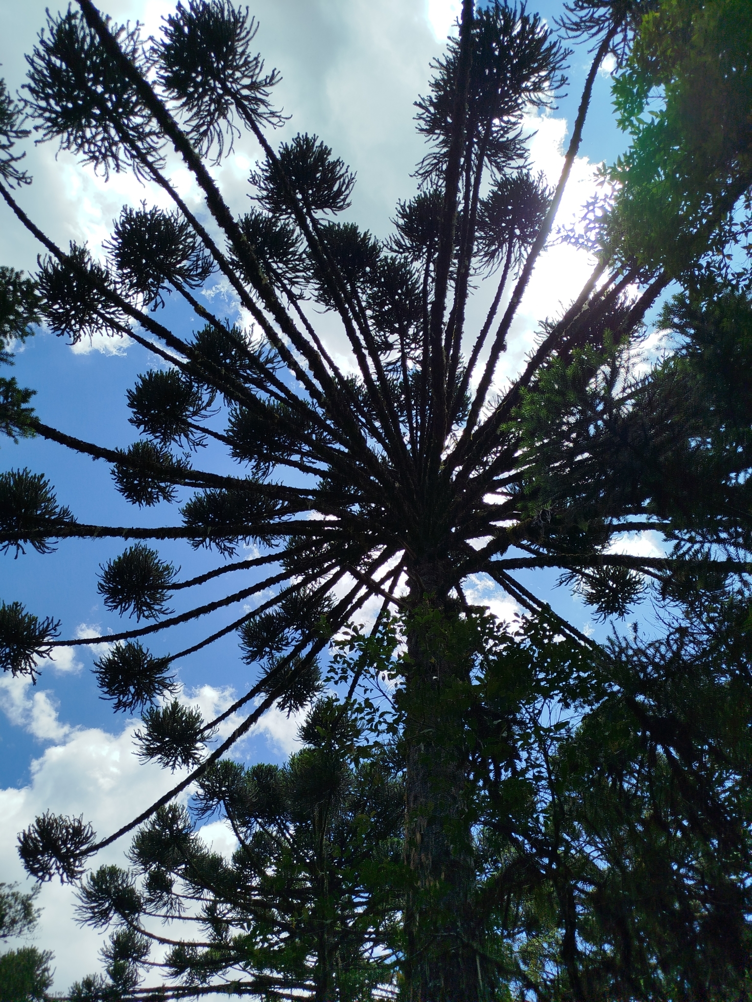 Araucaria angustifolia