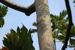Draco sumatranus