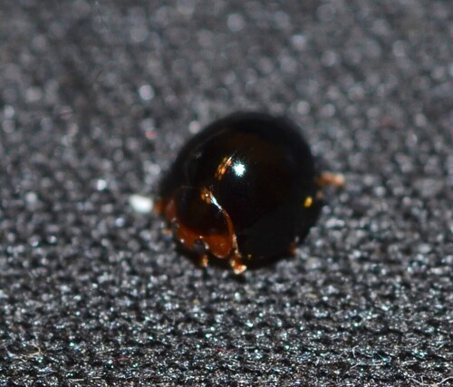 Malaysian Ladybird photo 5