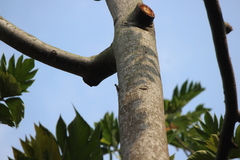 Draco sumatranus