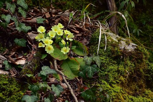 Primula vulgaris