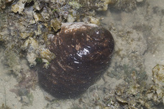 Actinopyga