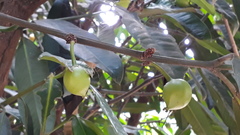 Garcinia xanthochymus