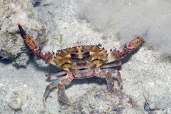 Thalamitinae