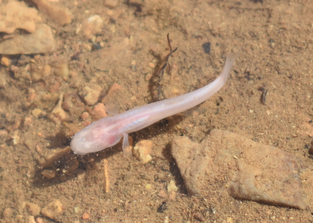 Southern cavefish (Typhlichthys subterraneus) — Amblyopsidae