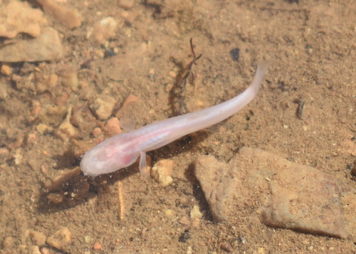 Southern cavefish (Typhlichthys subterraneus) — Amblyopsidae
