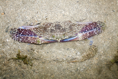 Portunus pelagicus image