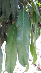 Garcinia xanthochymus