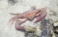 Thalamitinae