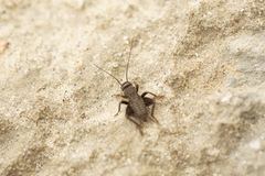 Modicogryllus frontalis