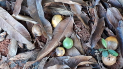 Garcinia xanthochymus