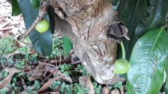 Garcinia xanthochymus