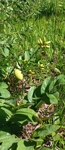 Angelique (Andira vermifuga)