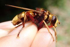 Milesia crabroniformis