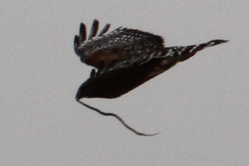 Red-shouldered Hawk photographed in Tennessee