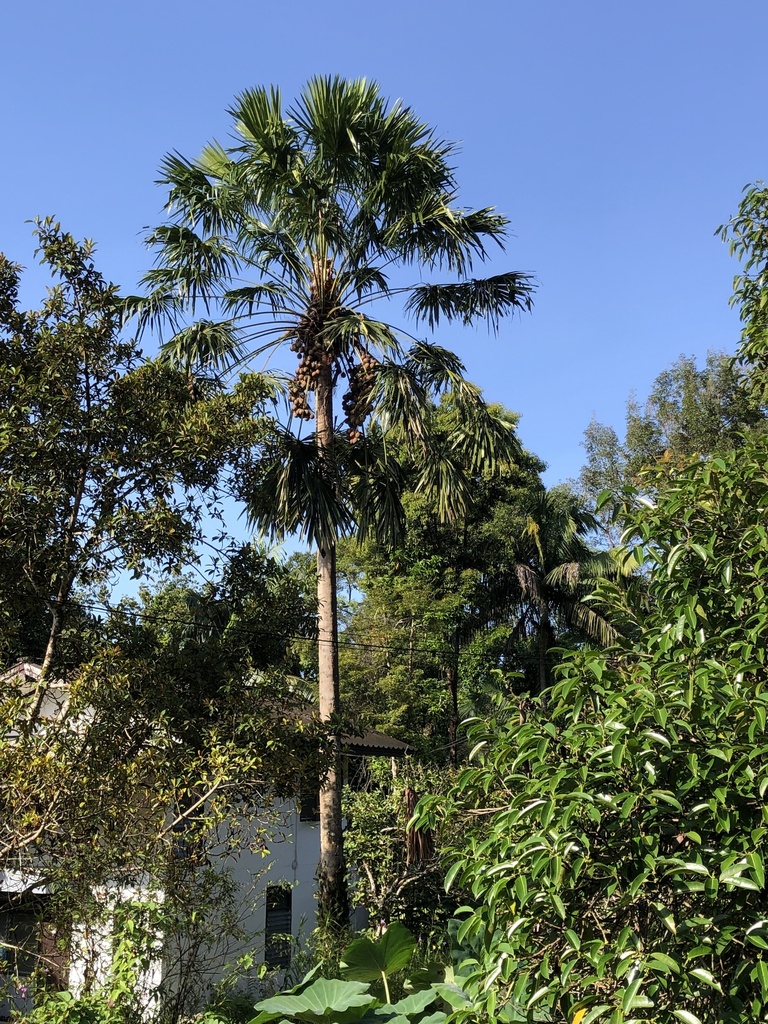 Pholidocarpus macrocarpus
