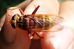 Milesia crabroniformis