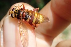 Milesia crabroniformis