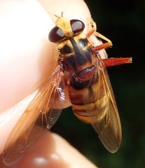 Milesia crabroniformis