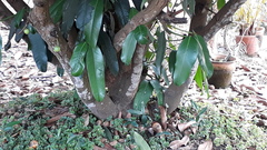 Garcinia xanthochymus