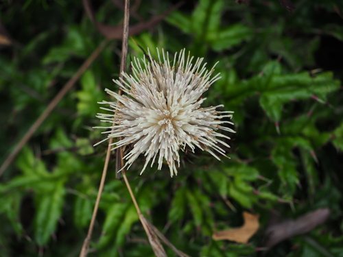 Cirsium brevicaule, photograph 5