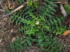 (c) Moogoo Lee, some rights reserved (CC BY) Cirsium brevicaule, photograph (c) Moogoo Lee, some rights reserved (CC BY)