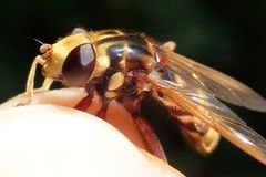 Milesia crabroniformis
