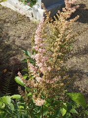 Astilbe × arendsii