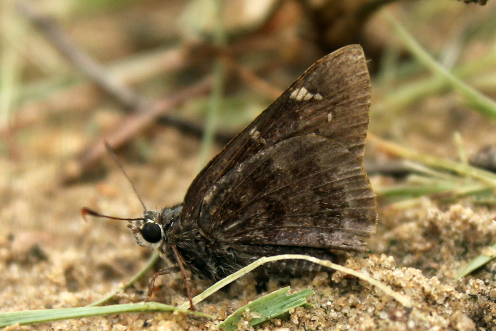 Outis Skipper