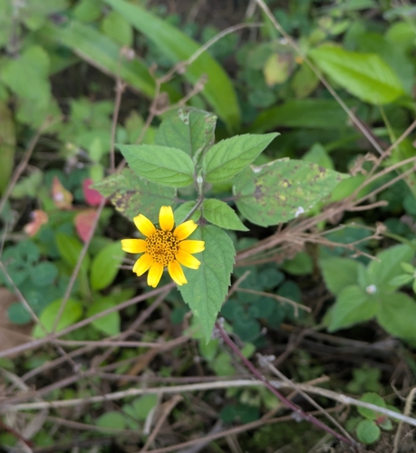 Oppositeleaf spotflower (Heliopsis buphthalmoides)