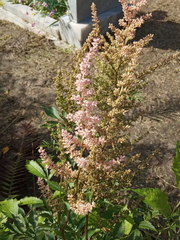 Astilbe × arendsii