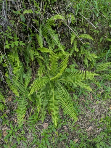 red maiden fern (Amauropelta rudis)
