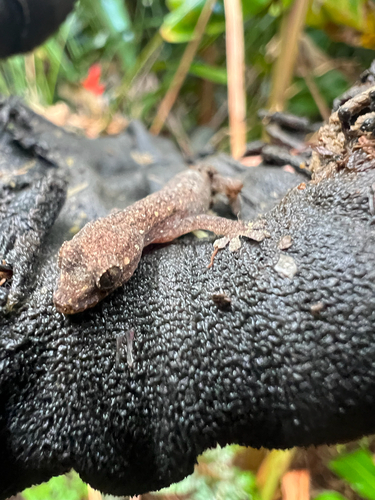 Hemiphyllodactylus typus observed 2025-04-09