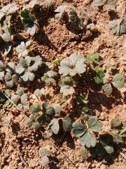 Pelargonium ternifolium