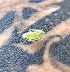 Rugosana