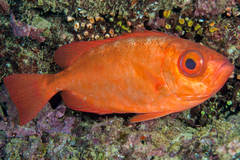 Heteropriacanthus carolinus