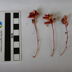 Exobasidium splendidum