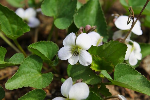 Image of Viola missouriensis by (c) Dominic, some rights reserved (CC BY)
