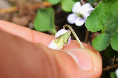 Image of Viola missouriensis by (c) Dominic, some rights reserved (CC BY)