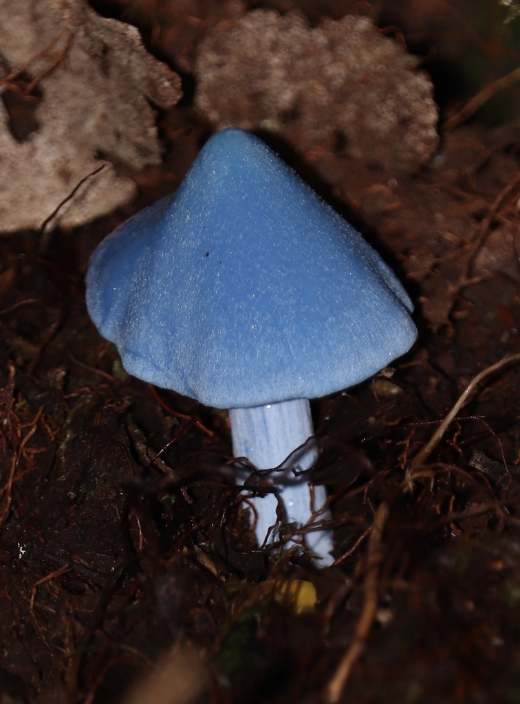 Entoloma hochstetteri · March 2025 · photo: © sam-rajnikant (iNaturalist, cc-by)